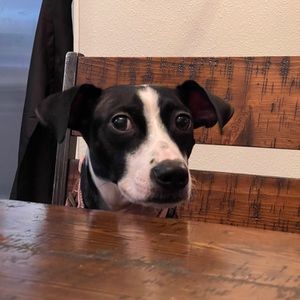 Meet your Posher, Jose